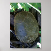 Tortuga entre el follaje