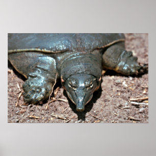 Póster Tortuga espinosa del softshell de Tejas
