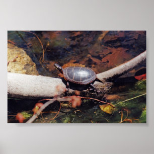 Póster Tortuga feliz