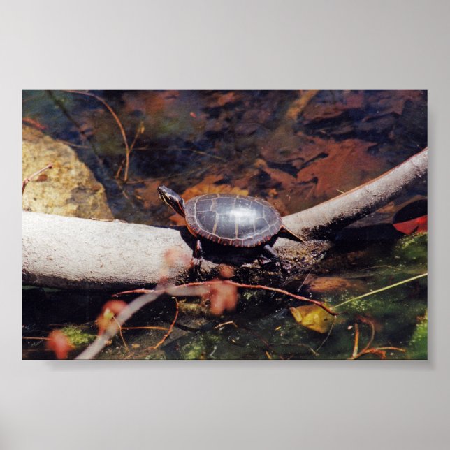 Póster Tortuga feliz (Frente)
