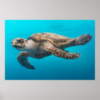 Tortuga Fotografía del Océano Azul