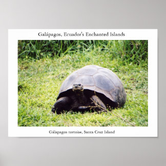 Póster Tortuga Galápagos, grande como quiere ser