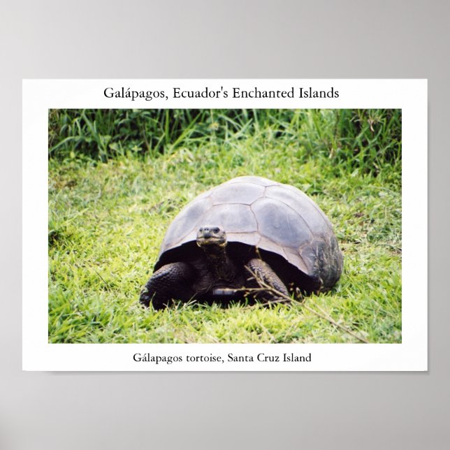 Póster Tortuga Galápagos, grande como quiere ser (Frente)