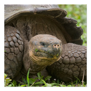 Póster Tortuga gigante