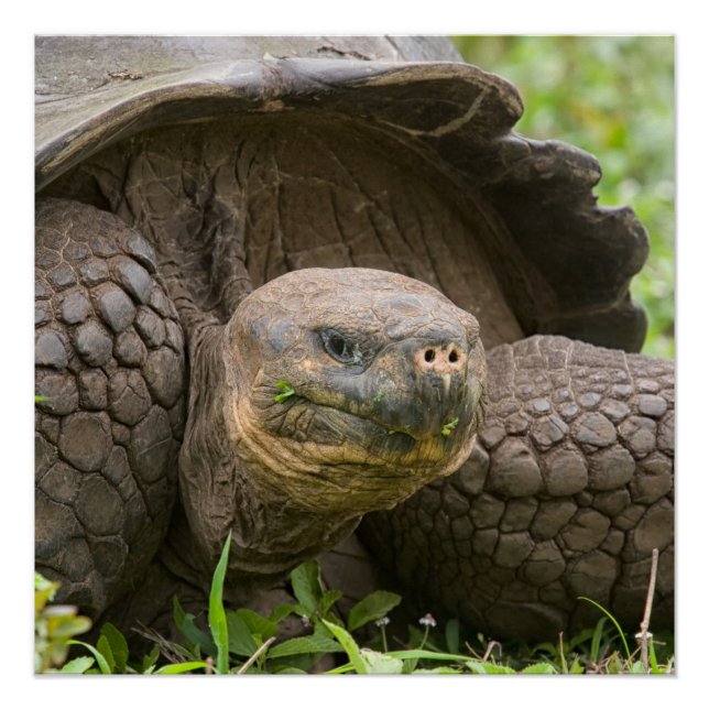 Póster Tortuga gigante (Anverso)