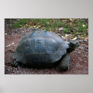 Póster Tortuga gigante de Galápagos