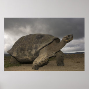 Póster Tortuga gigante de Galapagos Geochelone