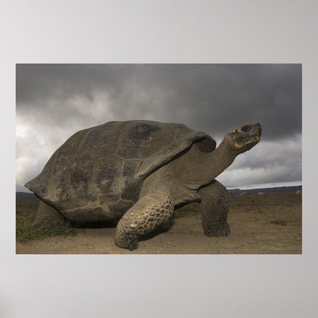 Póster Tortuga gigante de Galapagos Geochelone (Frente)