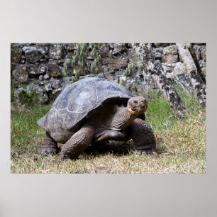 Póster Tortuga Gigante   Galápagos