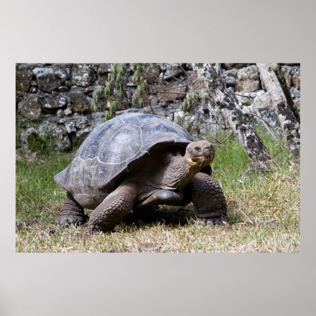 Póster Tortuga Gigante | Galápagos (Frente)