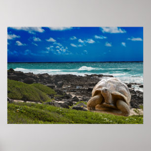 Póster Tortuga grande en el borde del mar