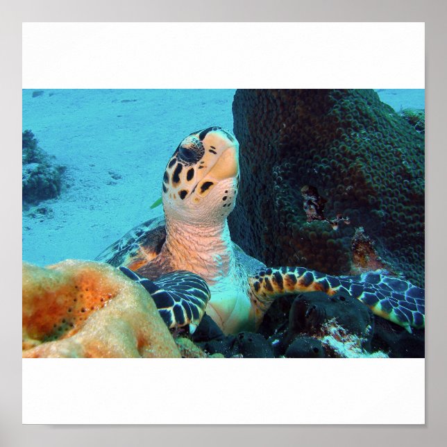 Póster Tortuga Hawksbill (Frente)