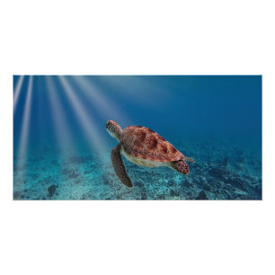 Póster Tortuga marina