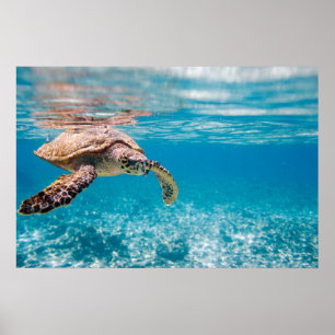 Póster Tortuga marina