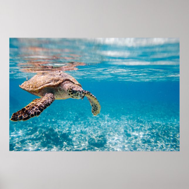 Póster Tortuga marina (Frente)