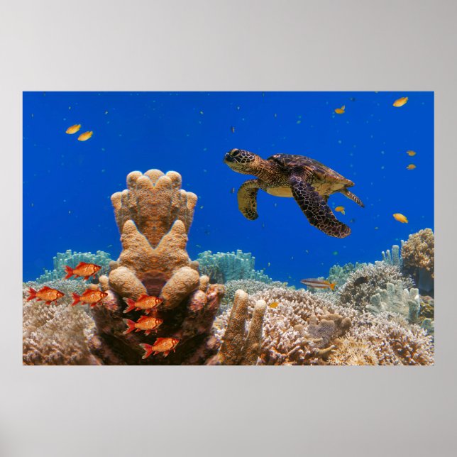 Póster Tortuga marina (Frente)