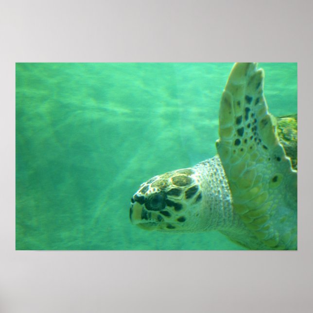 Póster Tortuga marina (Frente)