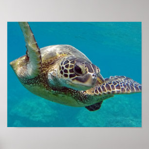 Póster Tortuga marina de las Islas Hawaii