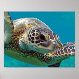 Póster Tortuga marina de las Islas Hawaii