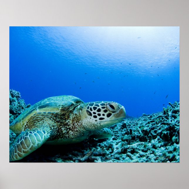 Póster Tortuga marina descansando bajo el agua (Frente)