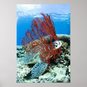 Póster Tortuga marina descansando bajo el agua