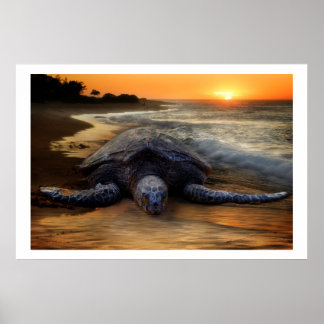 Póster Tortuga marina en el Poster Sunset