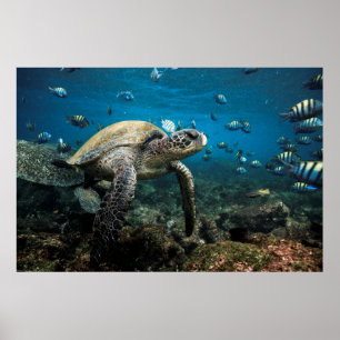 Póster Tortuga marina Galápagos con sargento mayor