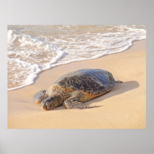 Póster Tortuga marina hawaiana