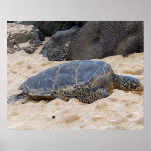 Póster Tortuga marina hawaiana