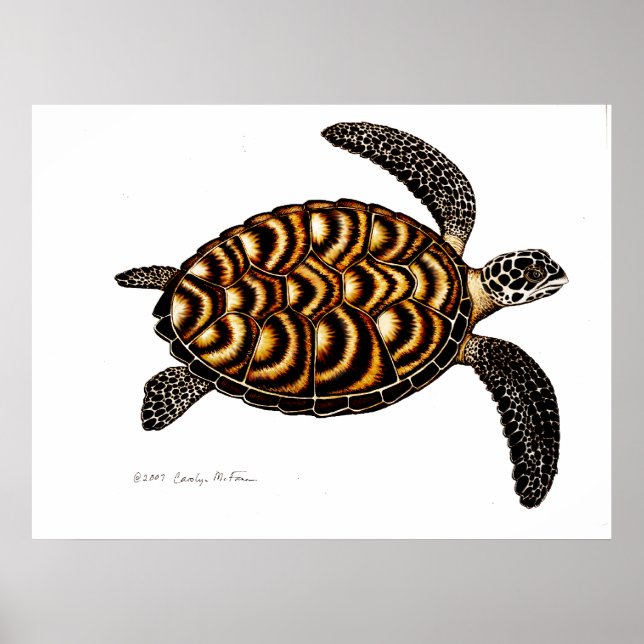 Póster Tortuga marina Hawksbill (Frente)