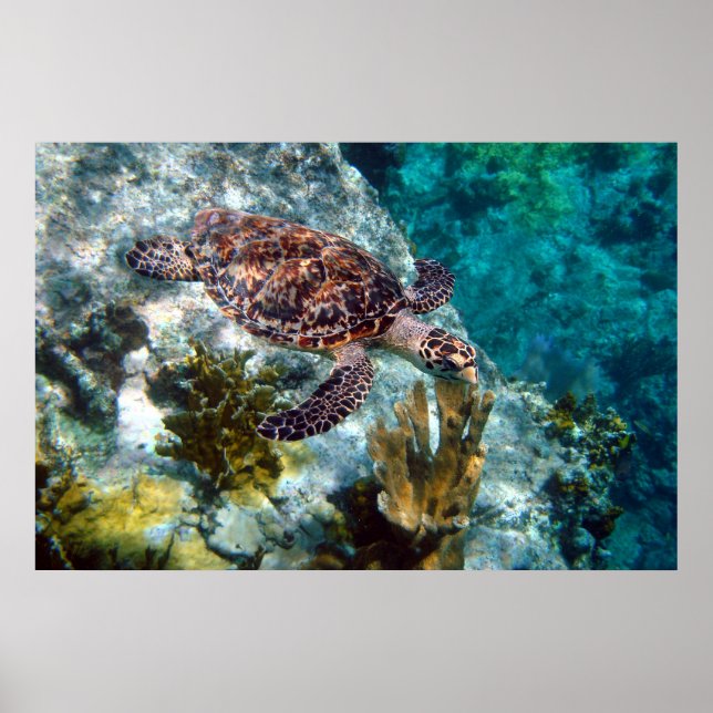 Póster Tortuga marina Hawksbill, Islas Vírgenes Estadouni (Frente)