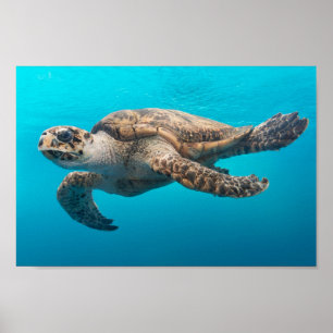 Póster Tortuga marina nadando