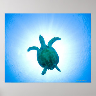 Póster Tortuga marina nadando bajo el agua