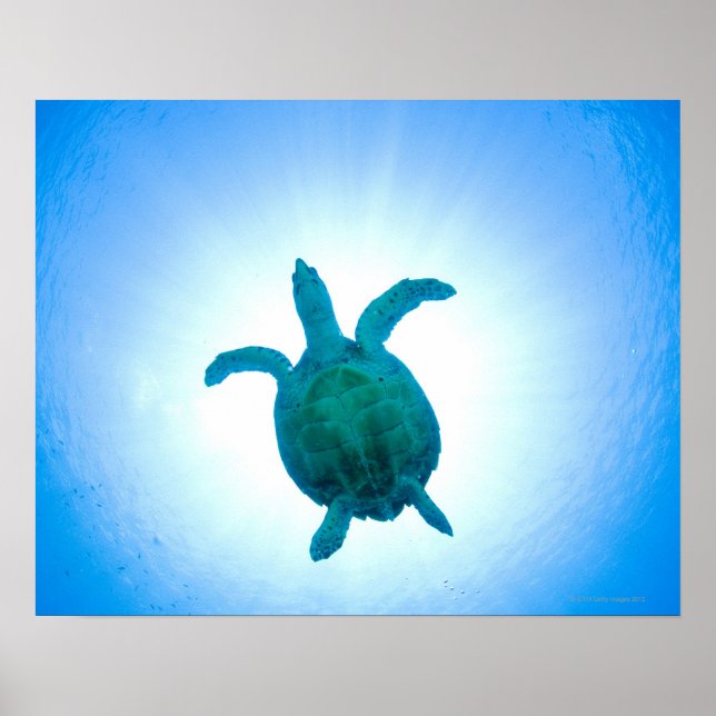 Póster Tortuga marina nadando bajo el agua (Frente)