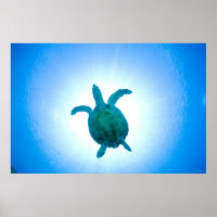 Tortuga marina nadando bajo el agua