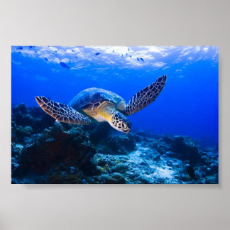 Póster Tortuga marina nadando en agua azul
