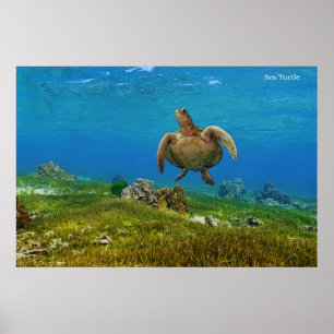 Póster Tortuga marina poster
