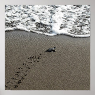 Póster Tortuga marina verde bebé