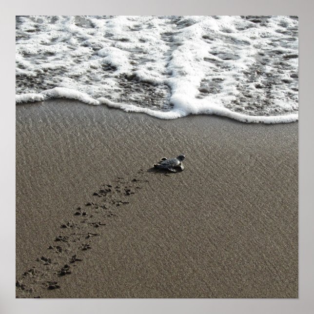 Póster Tortuga marina verde bebé (Frente)