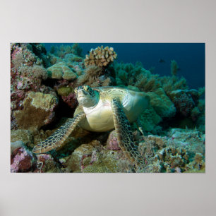 Póster Tortuga marina verde después de descansar entre el