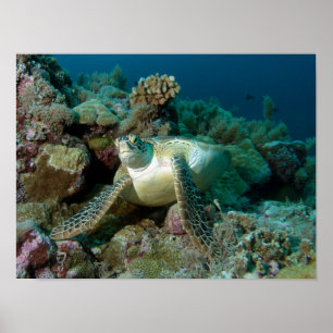 Póster Tortuga marina verde después de descansar entre el