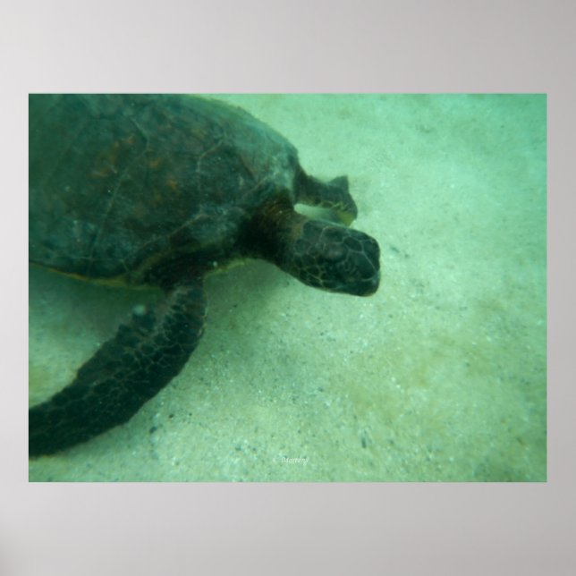 Póster Tortuga marina verde hawaiana (Frente)
