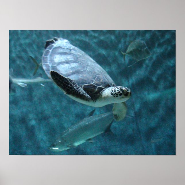 Póster Tortuga marina y Poster de natación de peces (Frente)