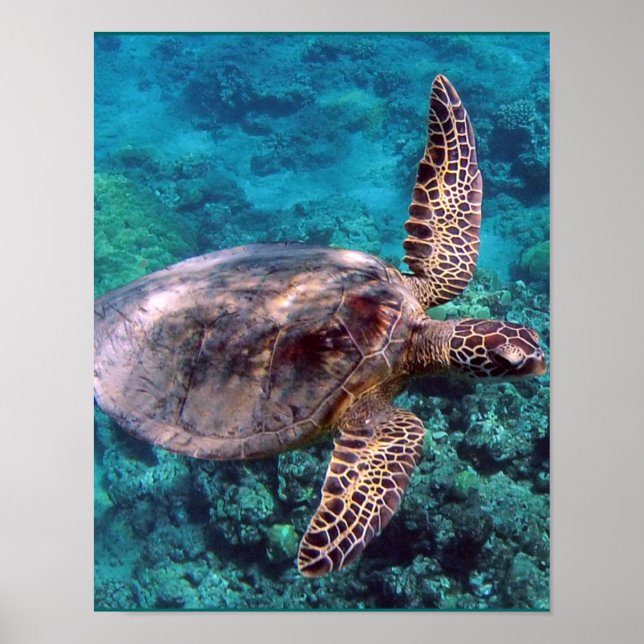 Póster Tortuga marítima de Hawaii (Frente)
