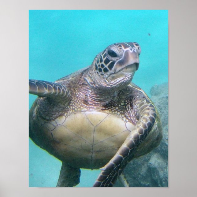 Póster Tortuga marítima de Hawaii (Frente)