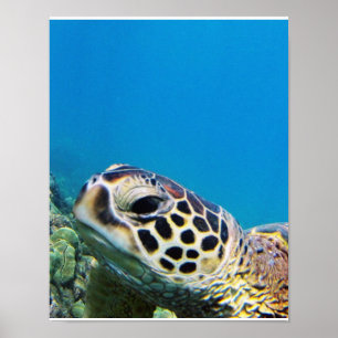 Póster Tortuga marítima de Hawaii