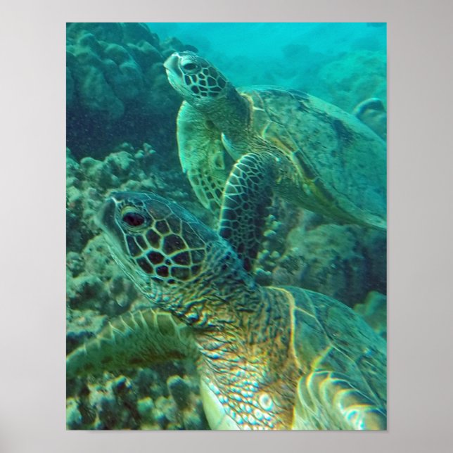Póster Tortuga marítima de Hawaii (Frente)
