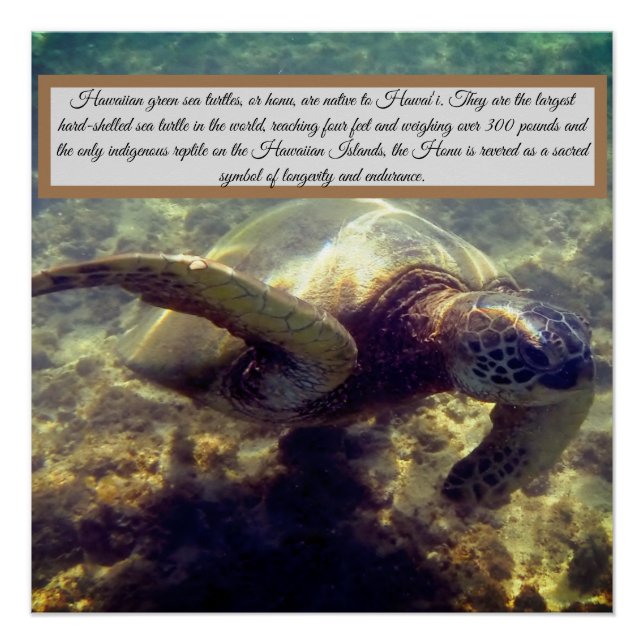 Póster Tortuga nativa hawaiana (Anverso)