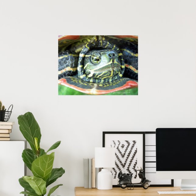 Póster Tortuga Pintada (Chrysemys picta) 2 (Oficina en casa)