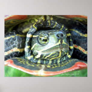 Póster Tortuga pintada (Chrysemys picta) 2